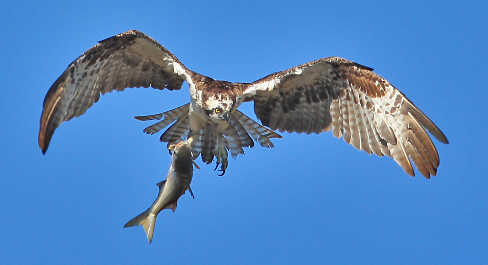 Osprey with take-out dinner.