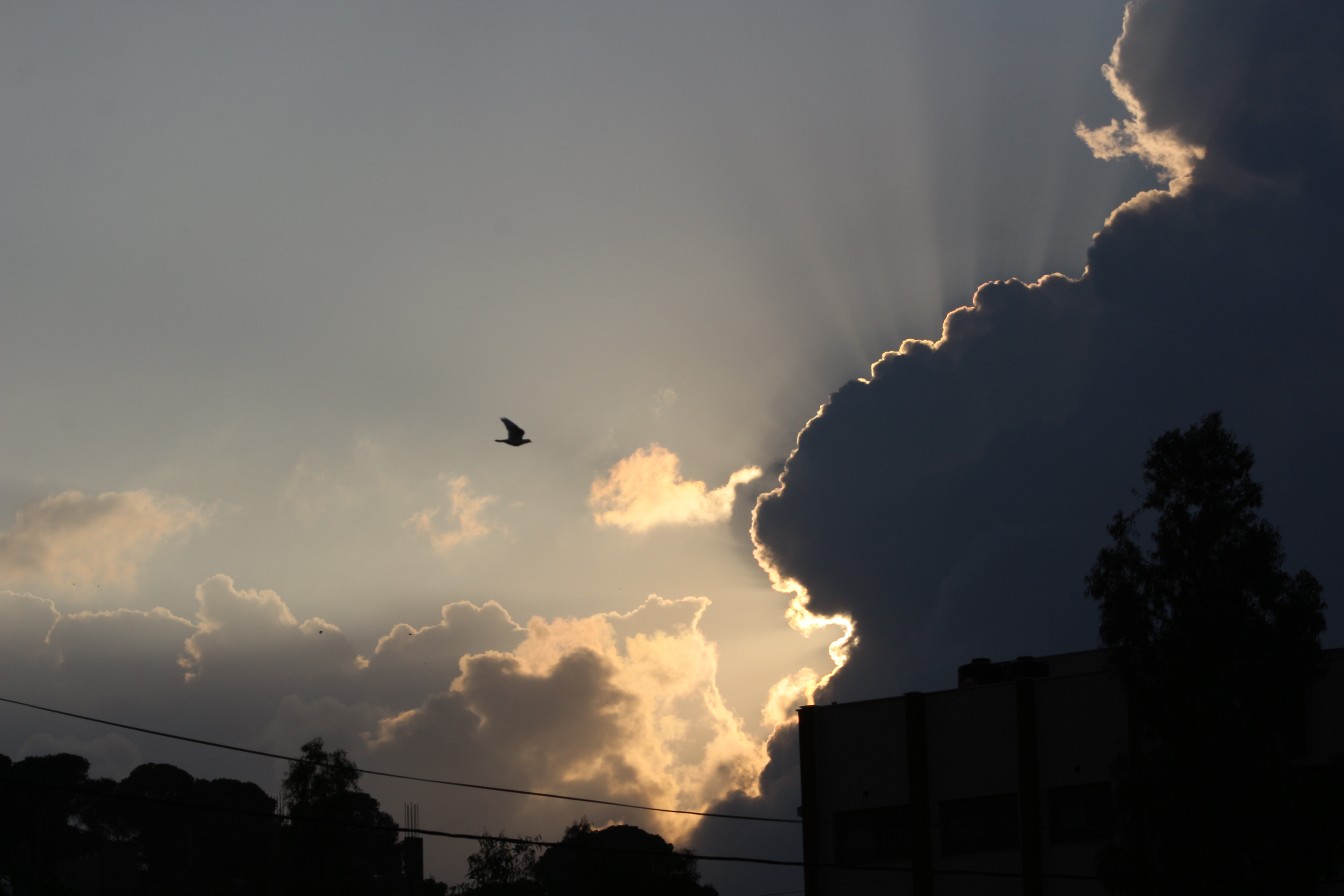 Sun, clouds and a dove